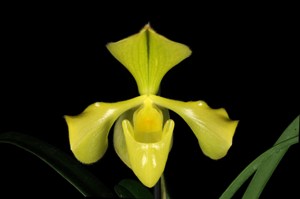 Paphiopedilum villosum Angel AM/AOS 80 pts.